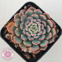 Load image into Gallery viewer, Echeveria 'Luna Rose' - Lg Clumps