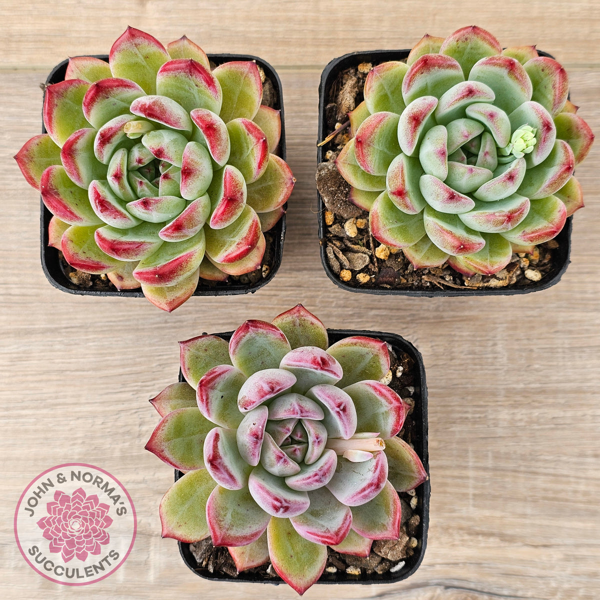 Echeveria 'Luna'