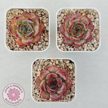 Load image into Gallery viewer, Echeveria 'Luna' - John & Norma's Succulents Australia