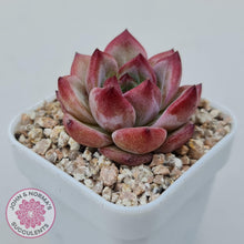 Load image into Gallery viewer, Echeveria 'Luna' - John & Norma's Succulents Australia