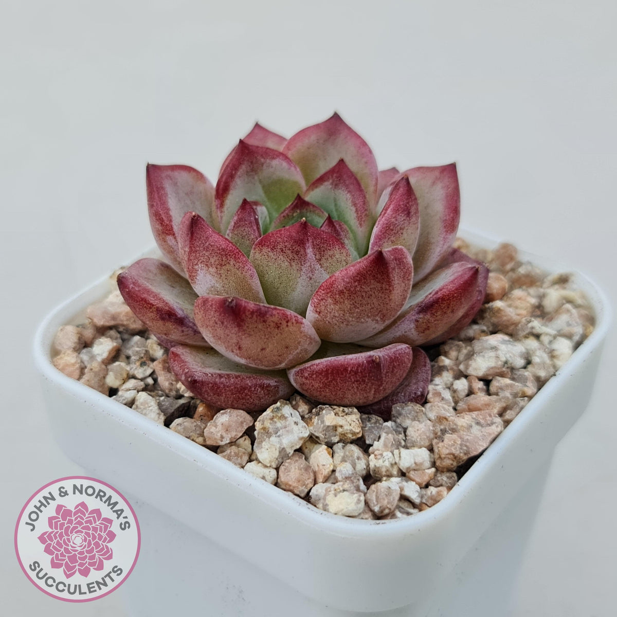 Echeveria 'Luna'