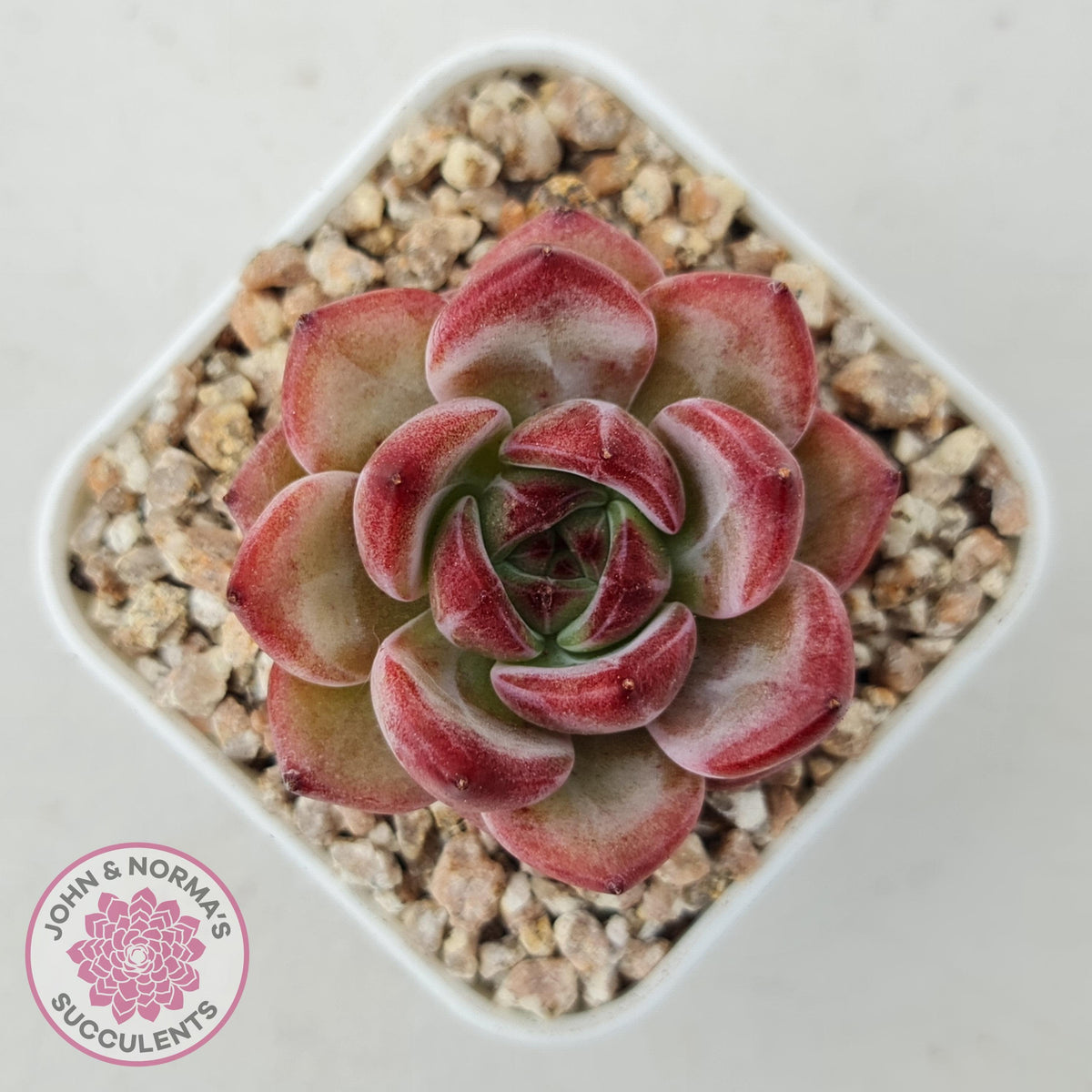 Echeveria 'Luna'