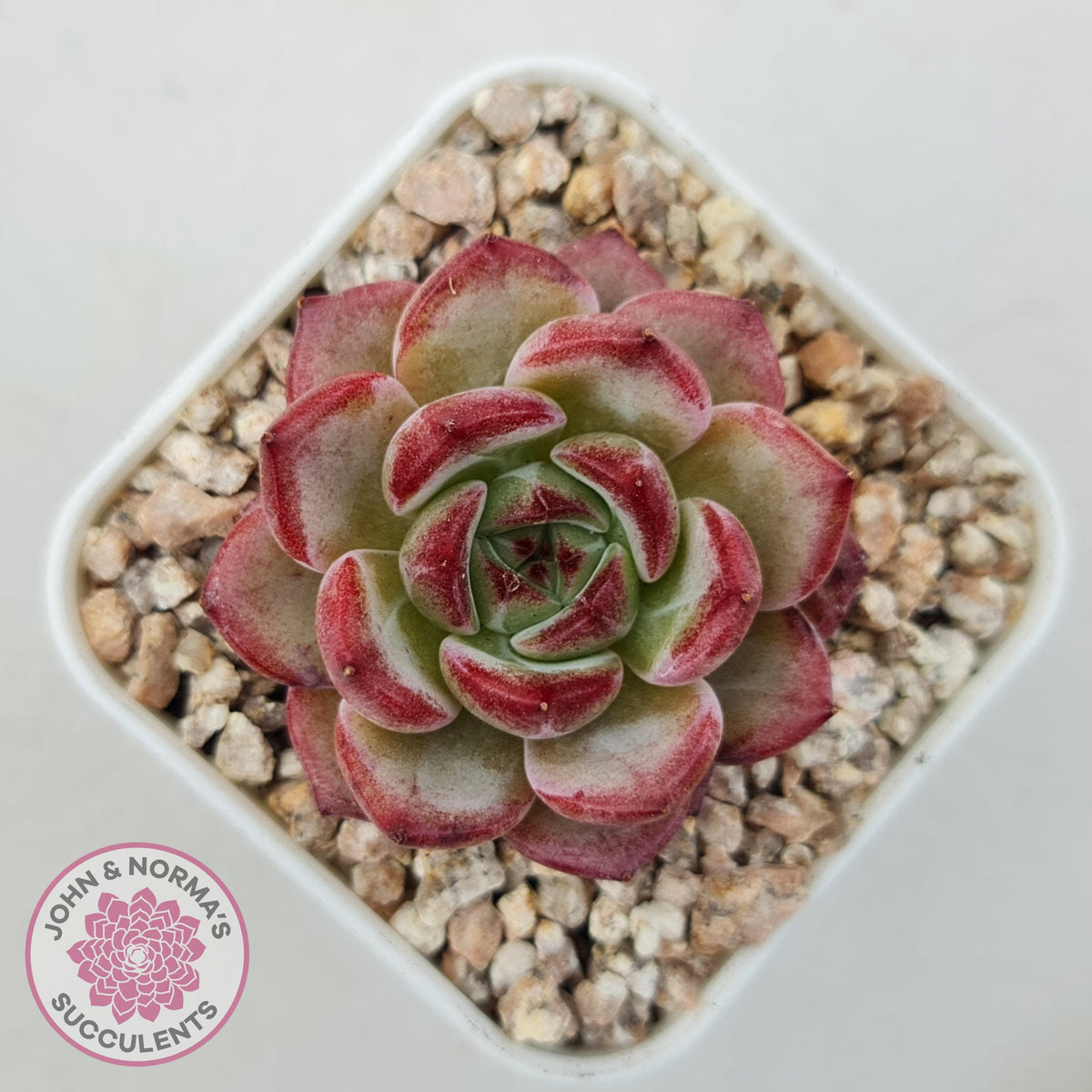 Echeveria 'Luna'