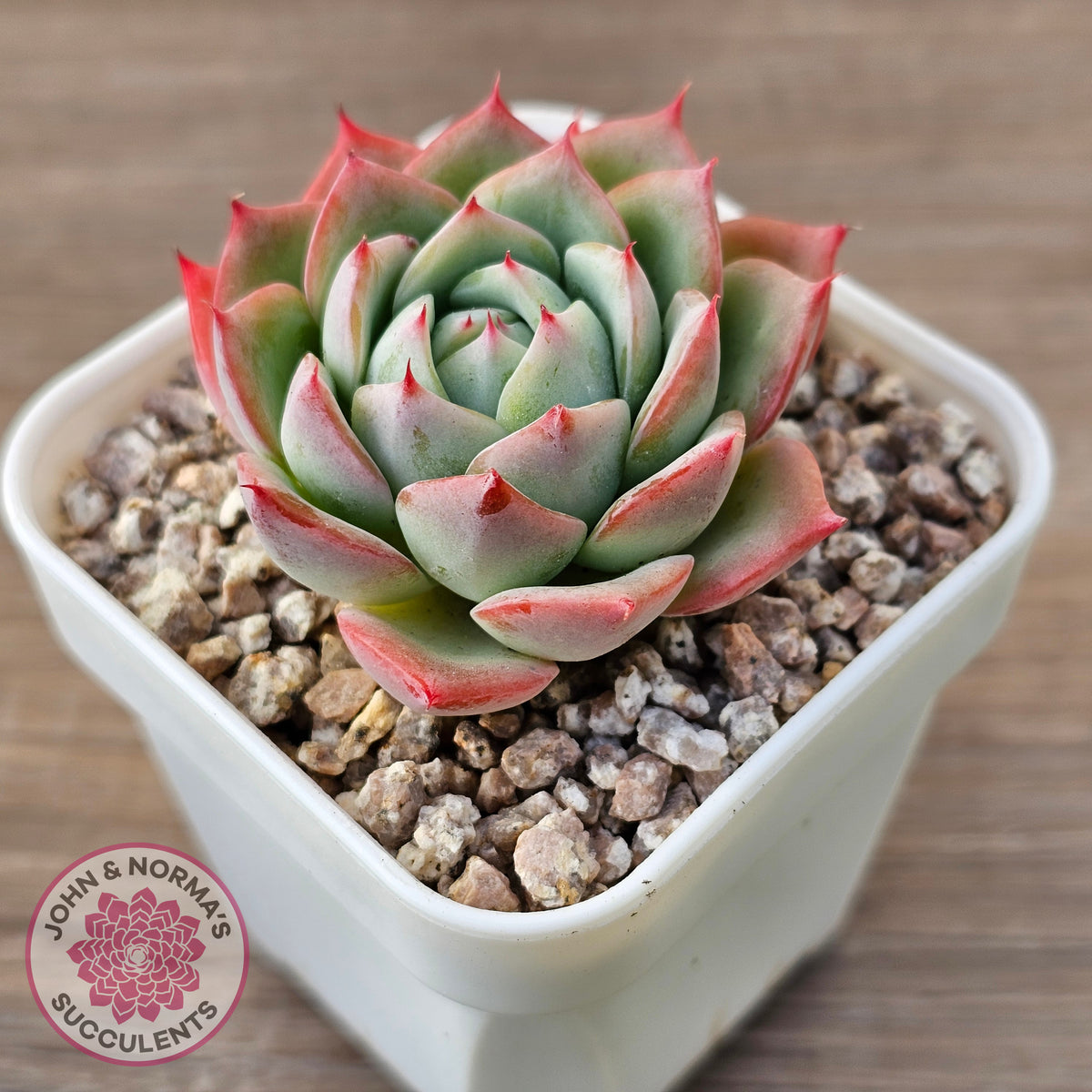 Echeveria 'Lynn Jayana'