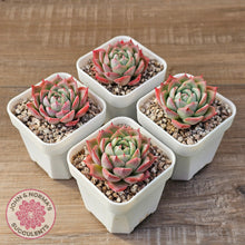 Load image into Gallery viewer, Echeveria 'Lynn Jayana'