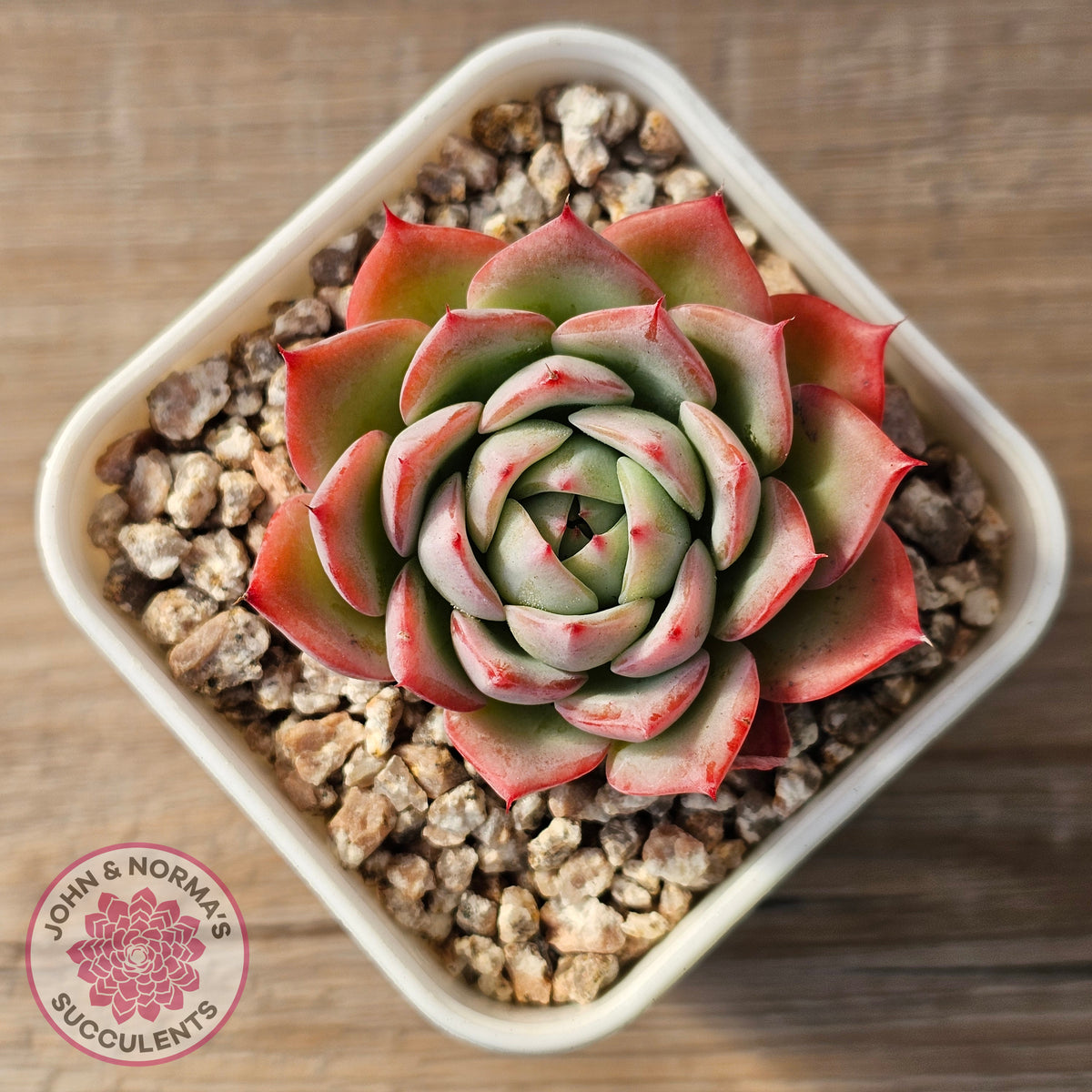 Echeveria 'Lynn Jayana'