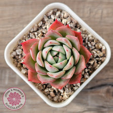 Load image into Gallery viewer, Echeveria 'Lynn Jayana'