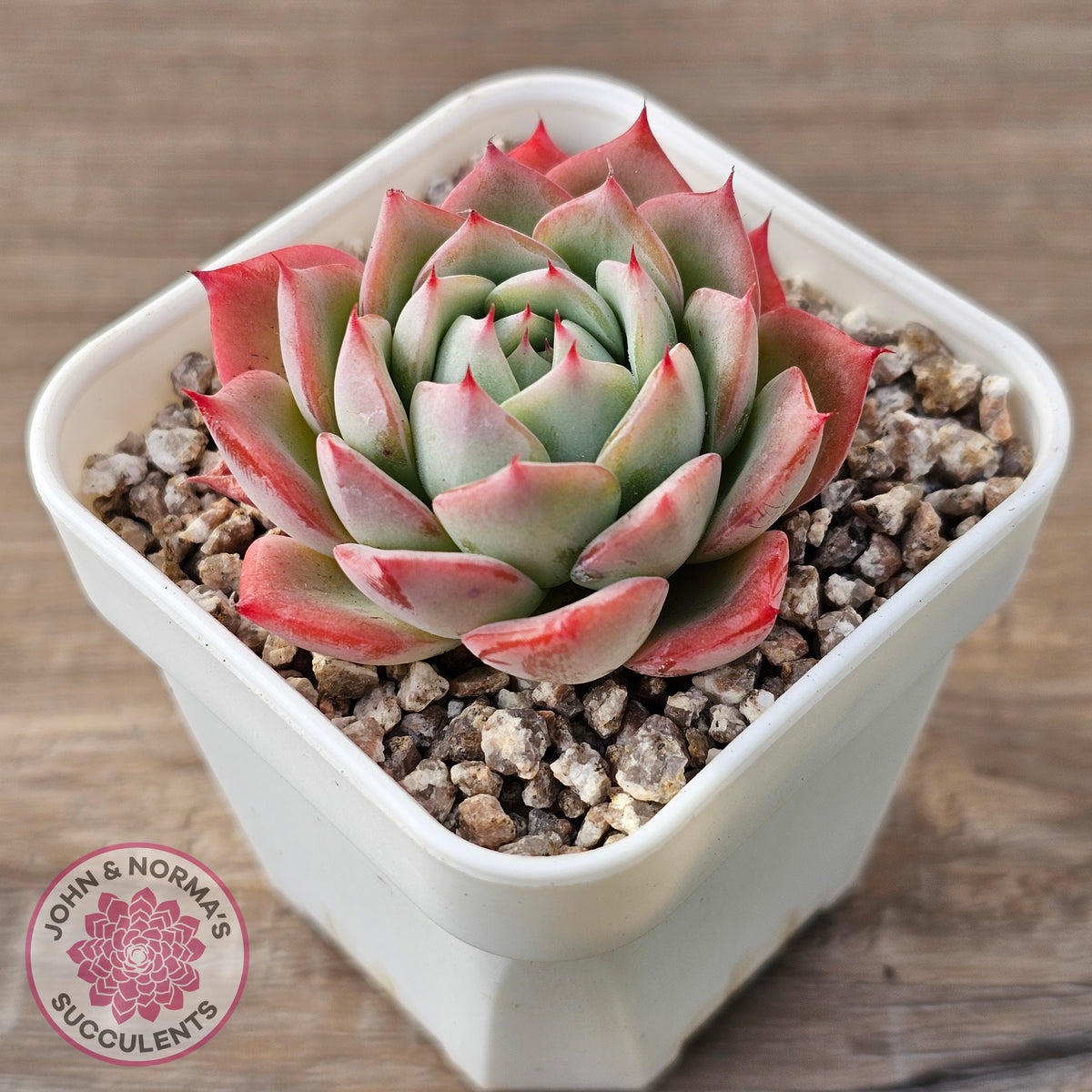 Echeveria 'Lynn Jayana'