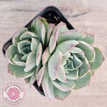 Load image into Gallery viewer, Echeveria 'Macintosh' - John & Norma's Succulents Australia