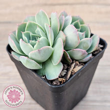 Load image into Gallery viewer, Echeveria 'Macintosh' - John & Norma's Succulents Australia
