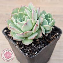 Load image into Gallery viewer, Echeveria 'Macintosh' - John & Norma's Succulents Australia