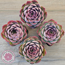 Load image into Gallery viewer, Echeveria 'Macintosh'
