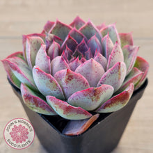Load image into Gallery viewer, Echeveria 'Macintosh'