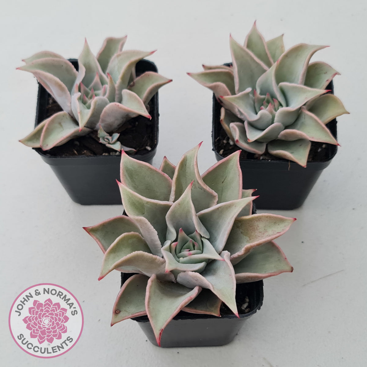 Echeveria 'Madiba' - Pink Lips