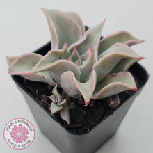 Load image into Gallery viewer, Echeveria 'Madiba' - Pink Lips