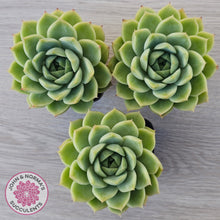 Load image into Gallery viewer, Echeveria Malgan