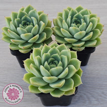 Load image into Gallery viewer, Echeveria Malgan