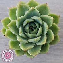 Load image into Gallery viewer, Echeveria Malgan