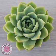Load image into Gallery viewer, Echeveria Malgan