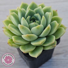 Load image into Gallery viewer, Echeveria Malgan