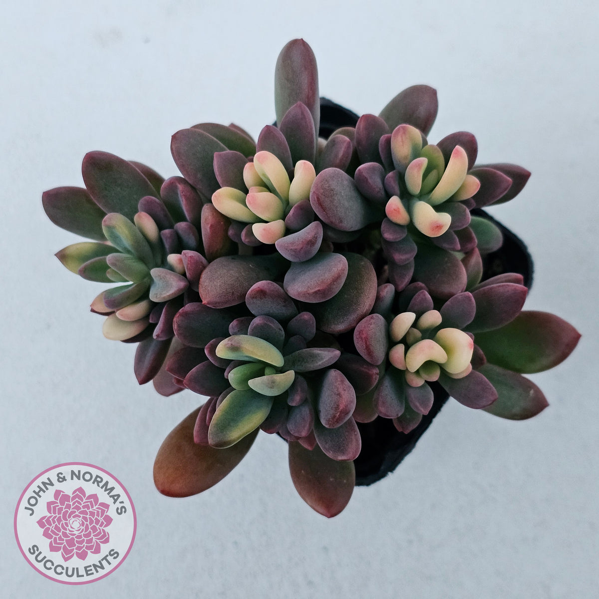 Echeveria manaudes variegated
