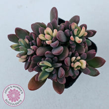 Load image into Gallery viewer, Echeveria manaudes variegated
