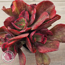 Load image into Gallery viewer, Echeveria Marijah Red & White Variegata