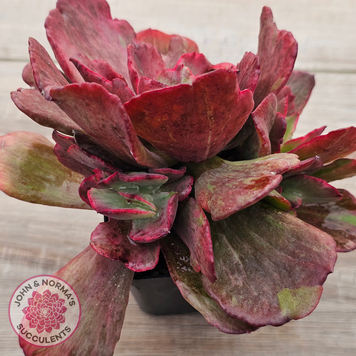 Echeveria Marijah Red & White Variegata