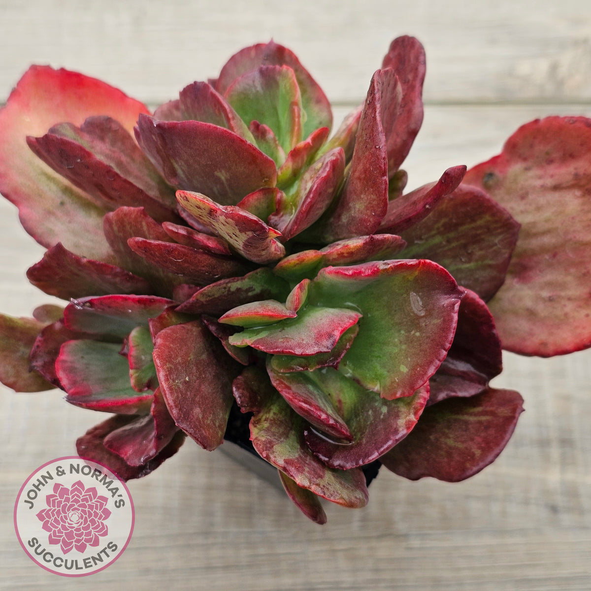 Echeveria Marijah Red & White Variegata