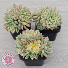 Load image into Gallery viewer, Echeveria Mebina Variegated Clumps