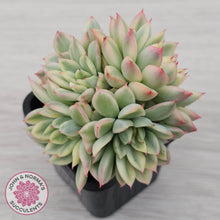 Load image into Gallery viewer, Echeveria Mebina Variegated Clumps