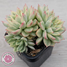 Load image into Gallery viewer, Echeveria Mebina Variegated Clumps