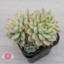 Load image into Gallery viewer, Echeveria Mebina Variegated Clumps