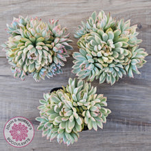 Load image into Gallery viewer, Echeveria Mebina Variegated Clumps