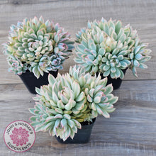 Load image into Gallery viewer, Echeveria Mebina Variegated Clumps