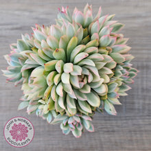 Load image into Gallery viewer, Echeveria Mebina Variegated Clumps