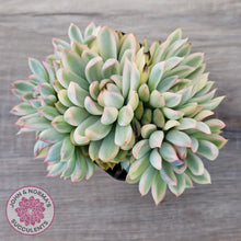Load image into Gallery viewer, Echeveria Mebina Variegated Clumps
