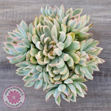 Load image into Gallery viewer, Echeveria Mebina Variegated Clumps