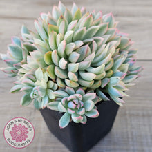 Load image into Gallery viewer, Echeveria Mebina Variegated Clumps