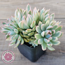Load image into Gallery viewer, Echeveria Mebina Variegated Clumps