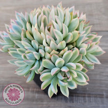 Load image into Gallery viewer, Echeveria Mebina Variegated Clumps