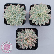 Load image into Gallery viewer, Echeveria Mebina Variegated