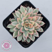 Load image into Gallery viewer, Echeveria Mebina Variegated