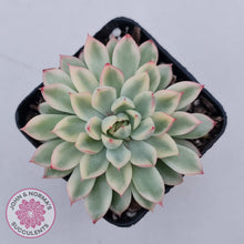 Load image into Gallery viewer, Echeveria Mebina Variegated