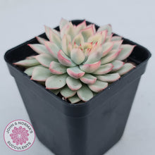 Load image into Gallery viewer, Echeveria Mebina Variegated