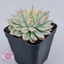Load image into Gallery viewer, Echeveria Mebina Variegated