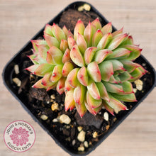 Load image into Gallery viewer, Echeveria-Mebina-x-Hyalina