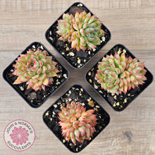 Load image into Gallery viewer, Echeveria-Mebina-x-Hyalina