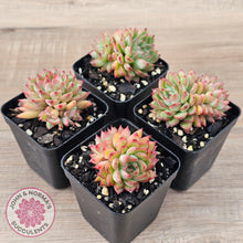 Load image into Gallery viewer, Echeveria-Mebina-x-Hyalina