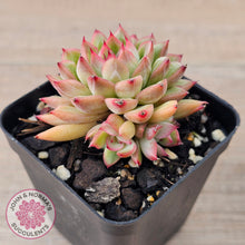 Load image into Gallery viewer, Echeveria-Mebina-x-Hyalina
